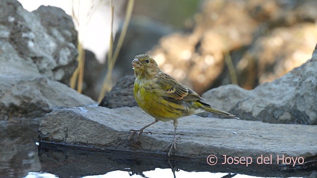 カナリア - ML623553242