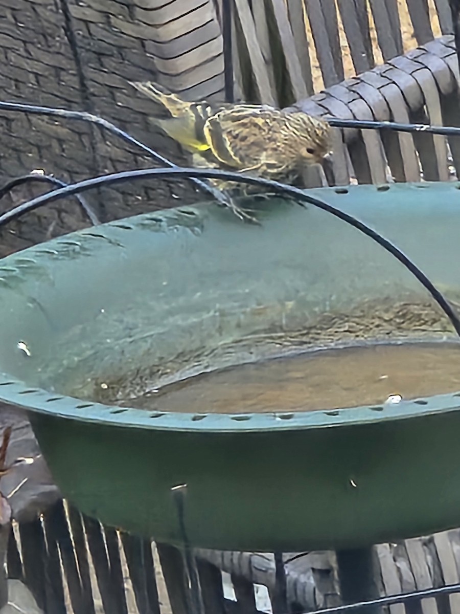 Pine Siskin - ML623553333