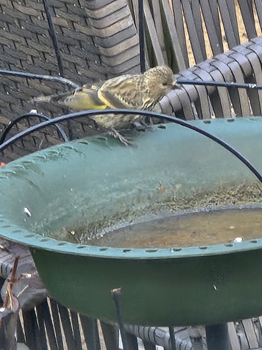 Pine Siskin - ML623553335