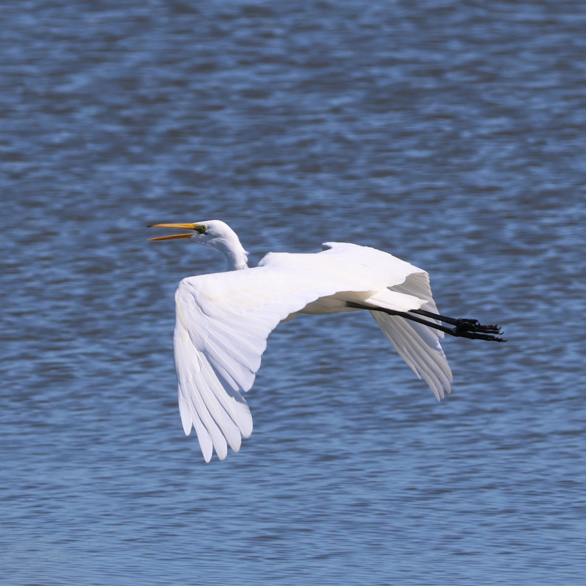 Great Egret - ML623553519