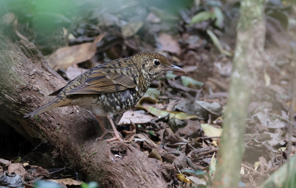 Bassian Thrush - ML623553545