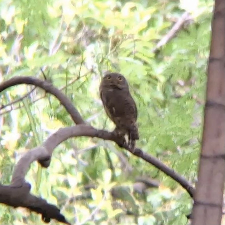 Asian Barred Owlet - ML623553580