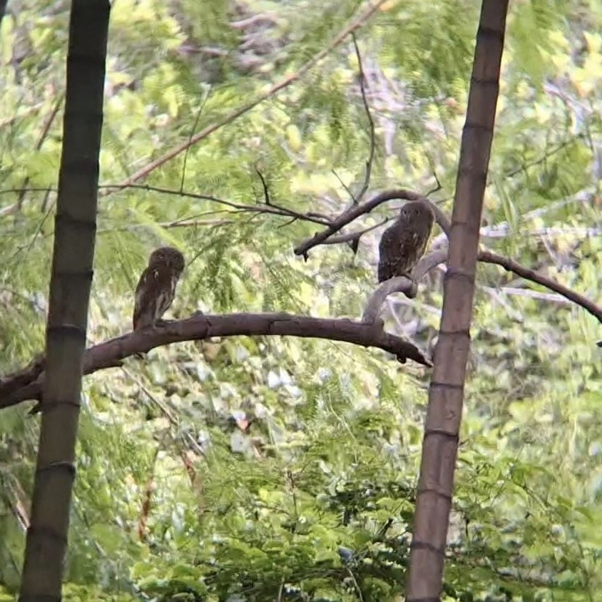 Asian Barred Owlet - ML623553583