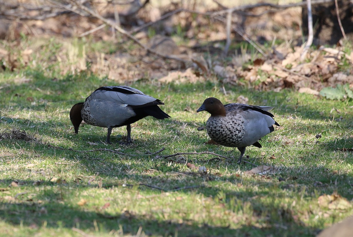 Maned Duck - ML623553605