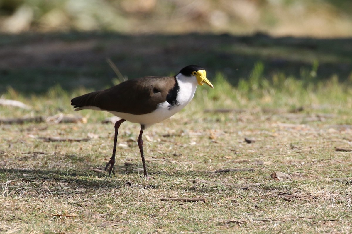 Masked Lapwing (Black-shouldered) - ML623553608