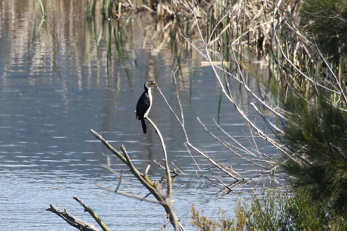 Little Pied Cormorant - ML623553611