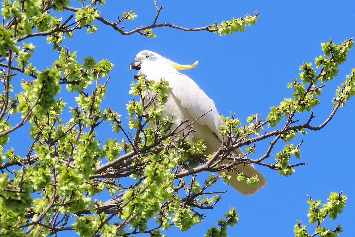 Sulphur-crested Cockatoo - ML623553612