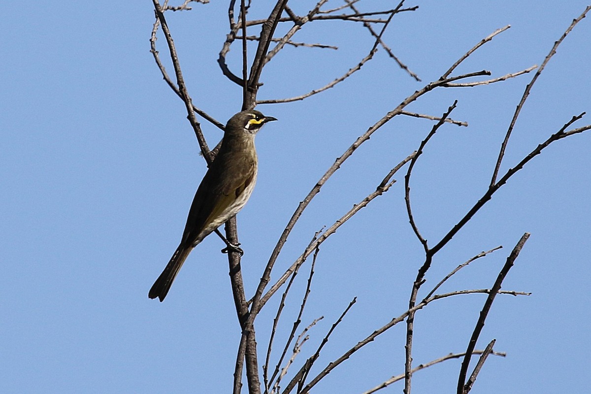 Yellow-faced Honeyeater - ML623553625