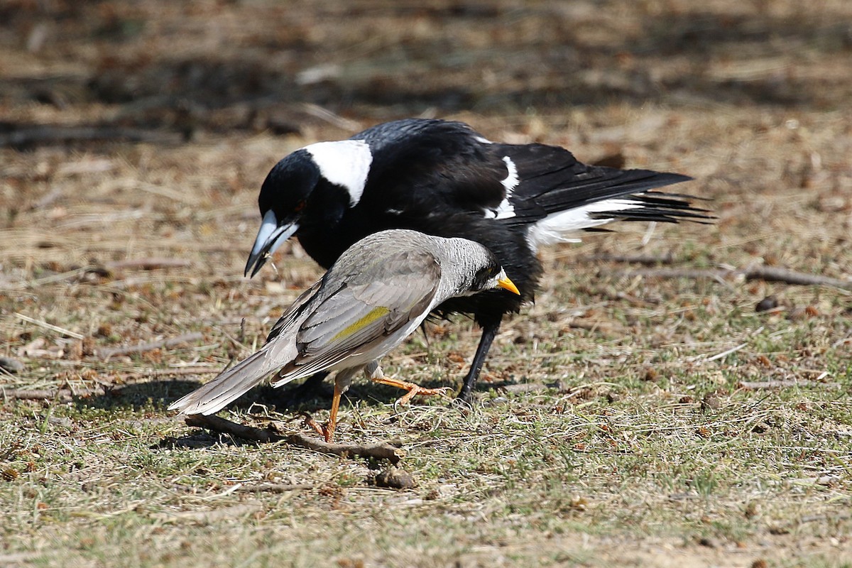 Noisy Miner - ML623553627