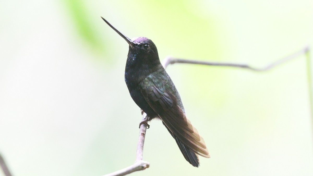 Blue-fronted Lancebill - ML623553672