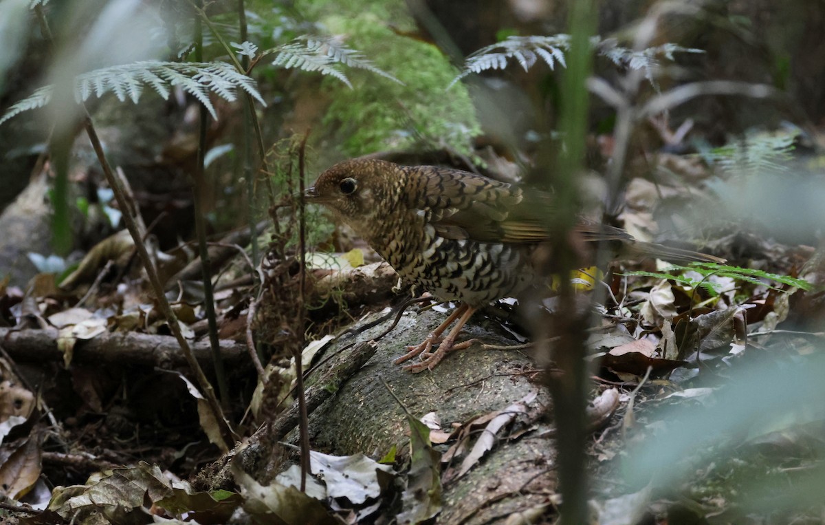 Bassian Thrush - ML623553678