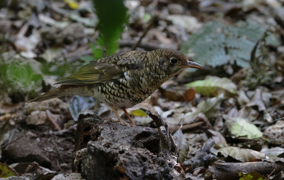 Bassian Thrush - ML623553680