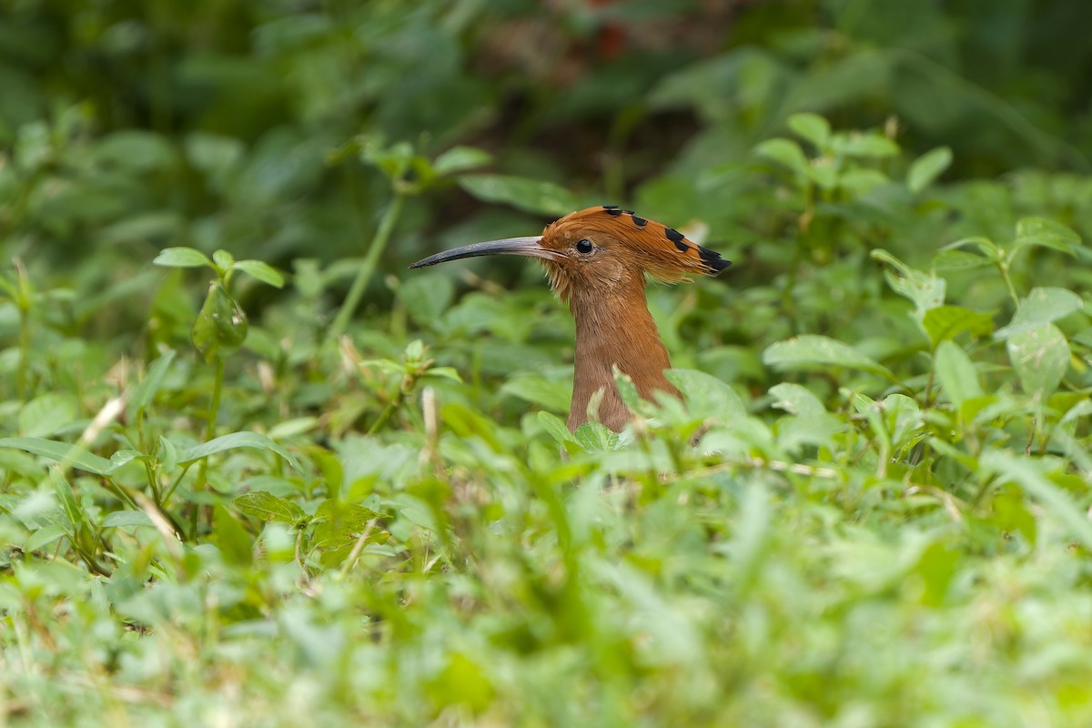 Eurasian Hoopoe (Eurasian) - Sam Hambly