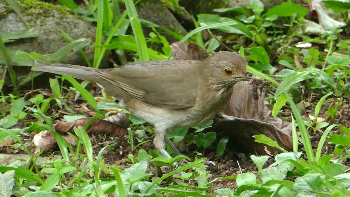 Ecuadorian Thrush - ML623553687