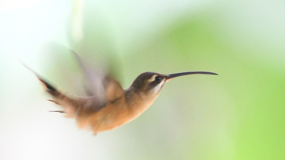 Great-billed Hermit - ML623553714