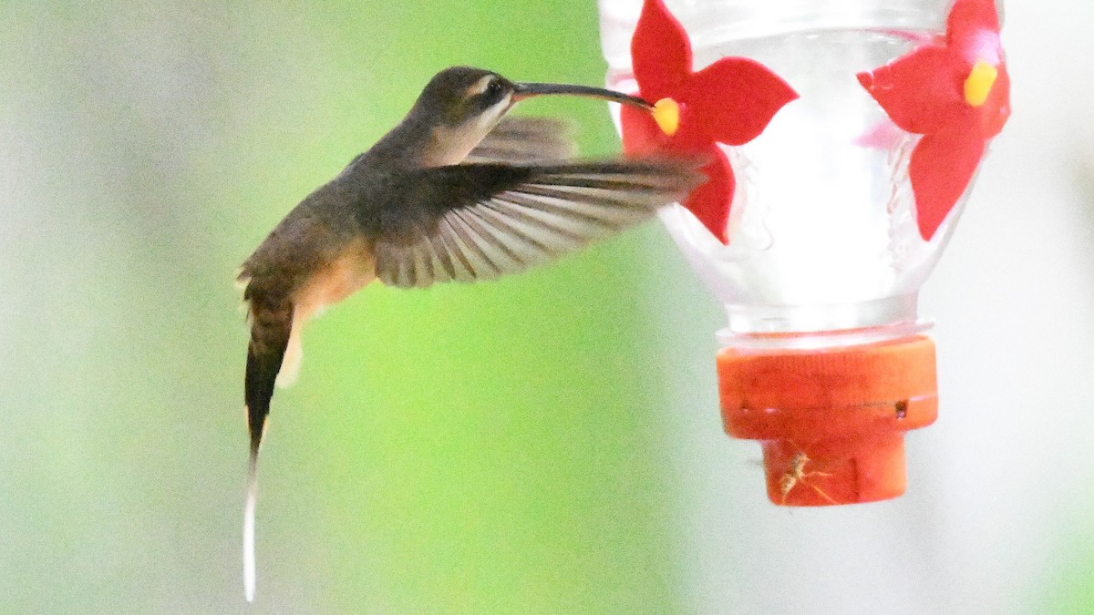 Great-billed Hermit - ML623553715