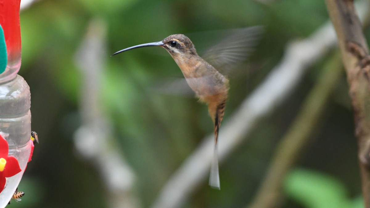 Koepckeschattenkolibri - ML623553720