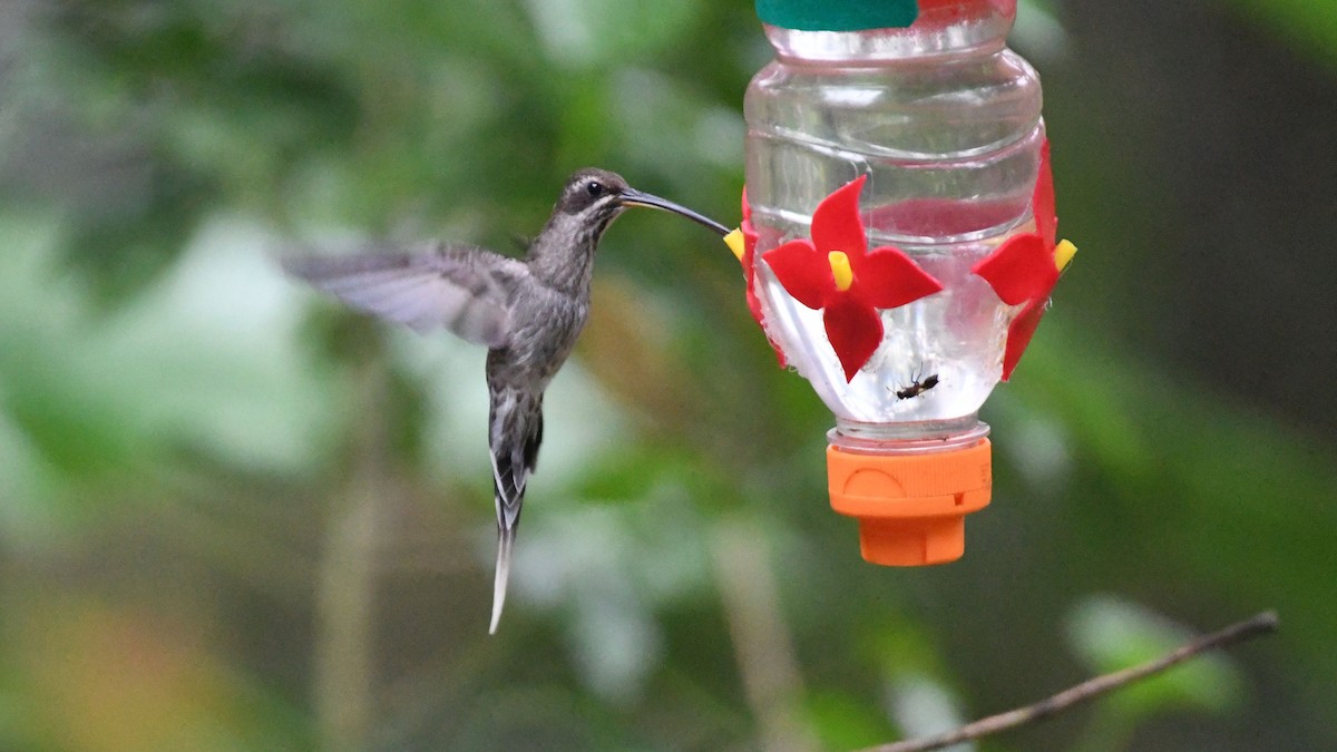 White-bearded Hermit - ML623553721