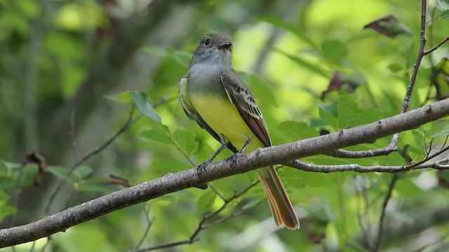 Great Crested Flycatcher - ML623553724