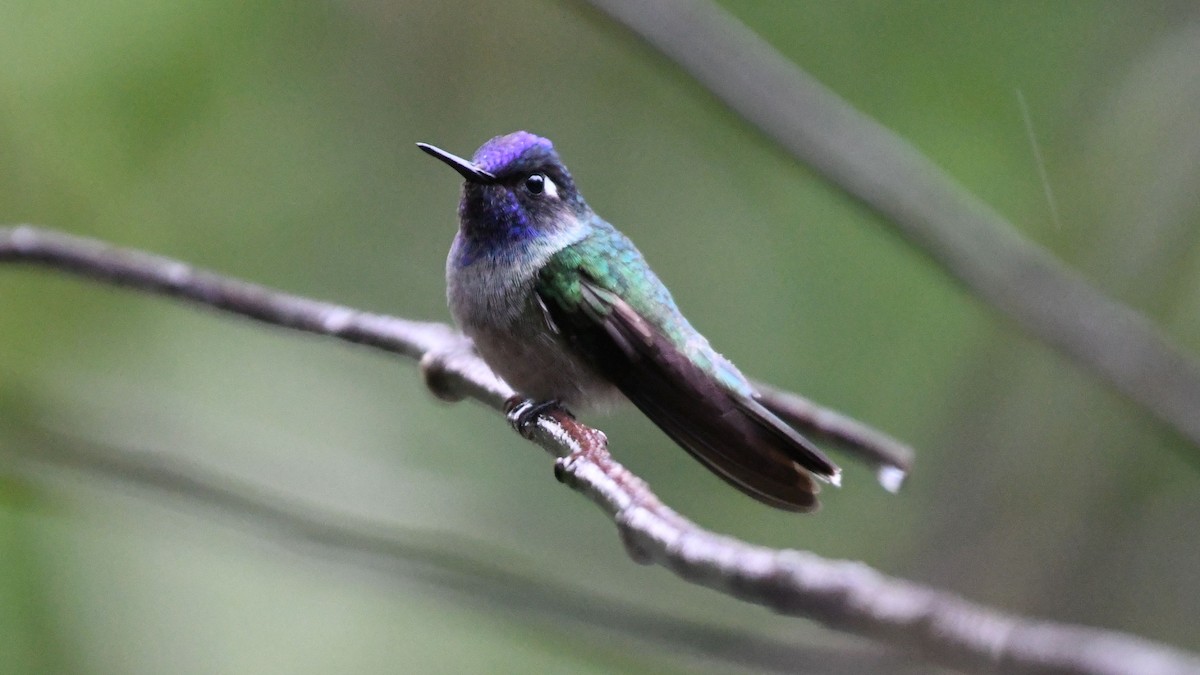 Colibrí Cabeciazul - ML623553732