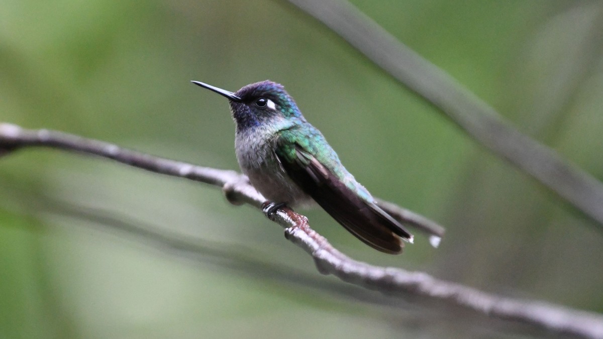 Colibrí Cabeciazul - ML623553733