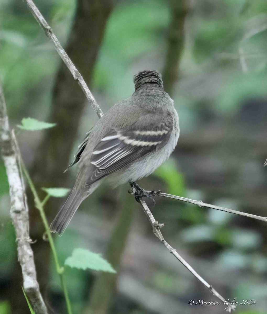 Willow Flycatcher - Marianne Taylor