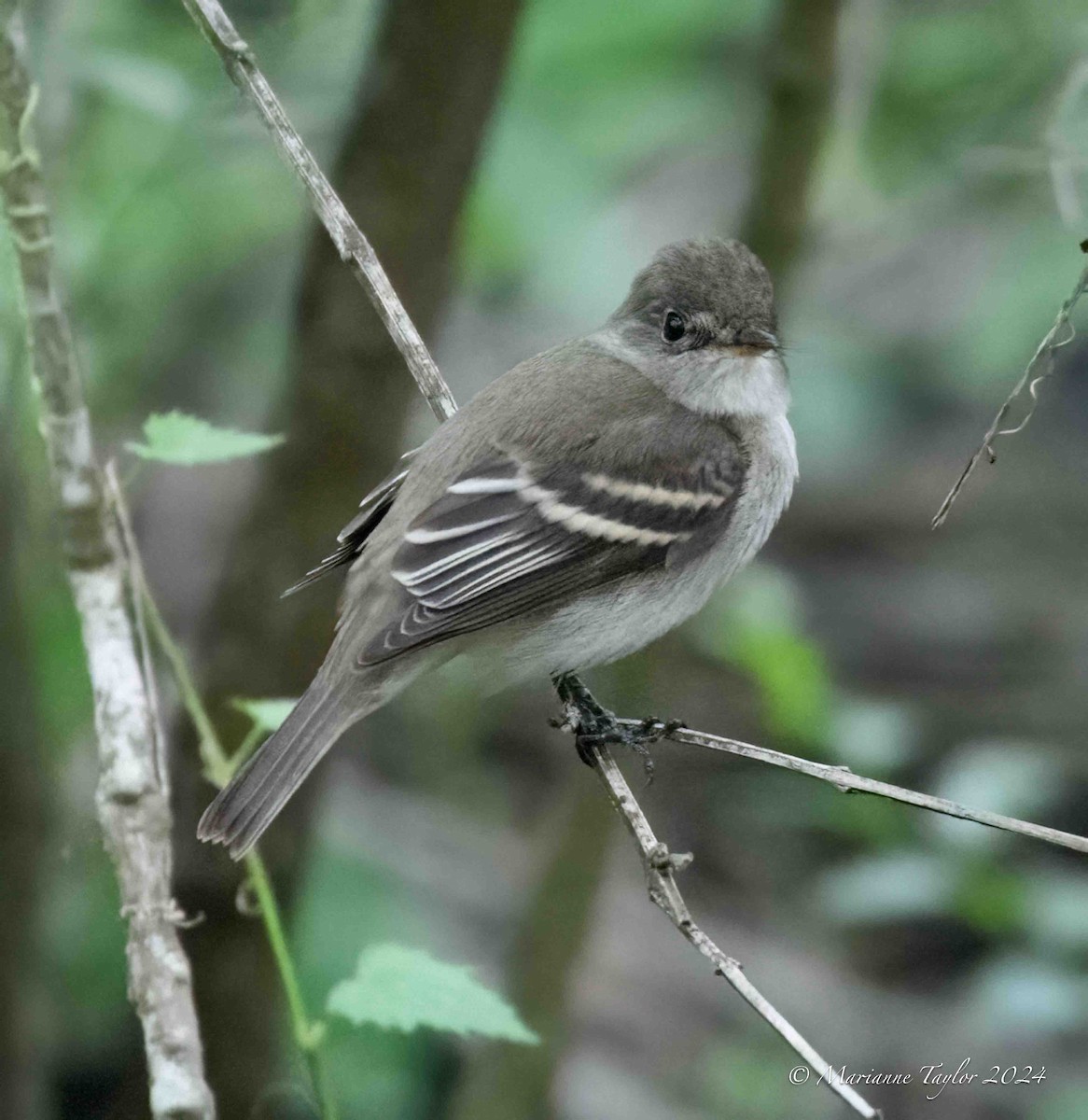 Willow Flycatcher - ML623553753