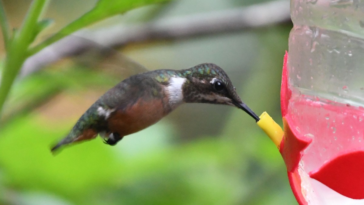 Colibrí Amatista - ML623553771