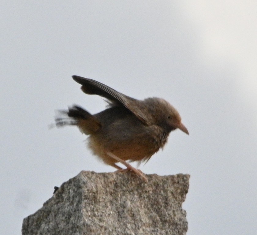 Tawny-bellied Babbler - ML623553827