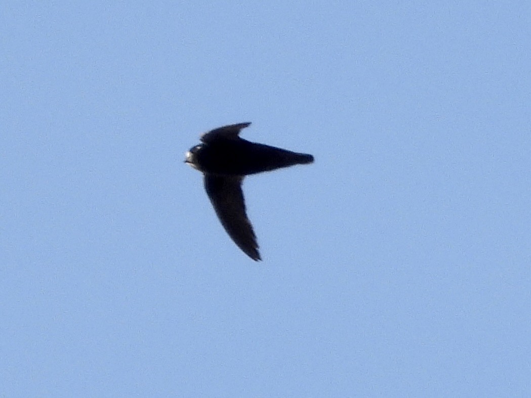 Spot-fronted Swift - ML623553852