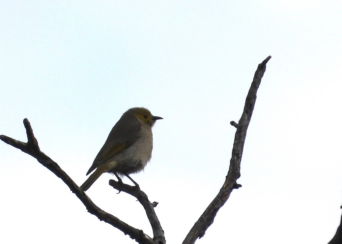 White-plumed Honeyeater - ML623553853