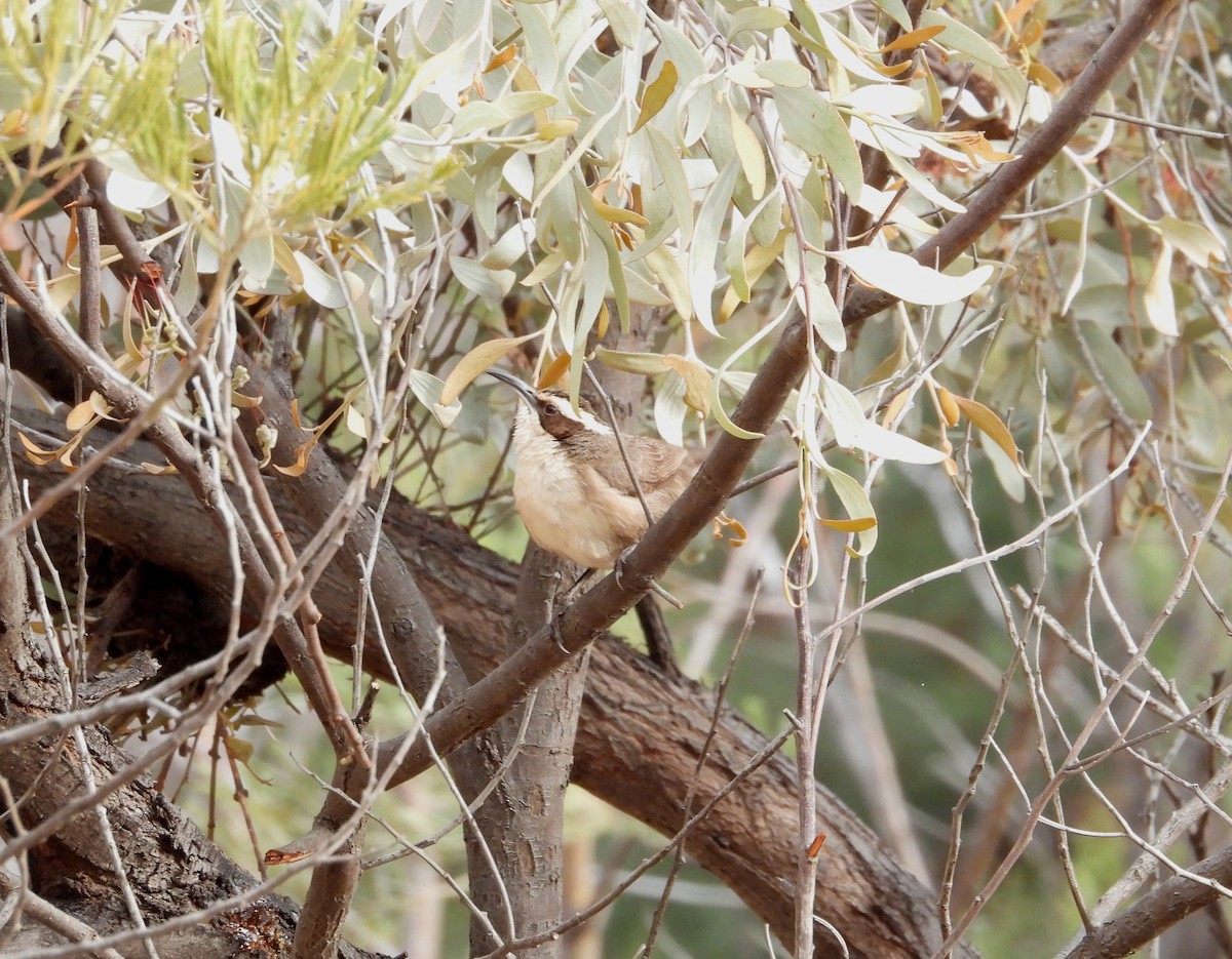 White-browed Babbler - ML623553866