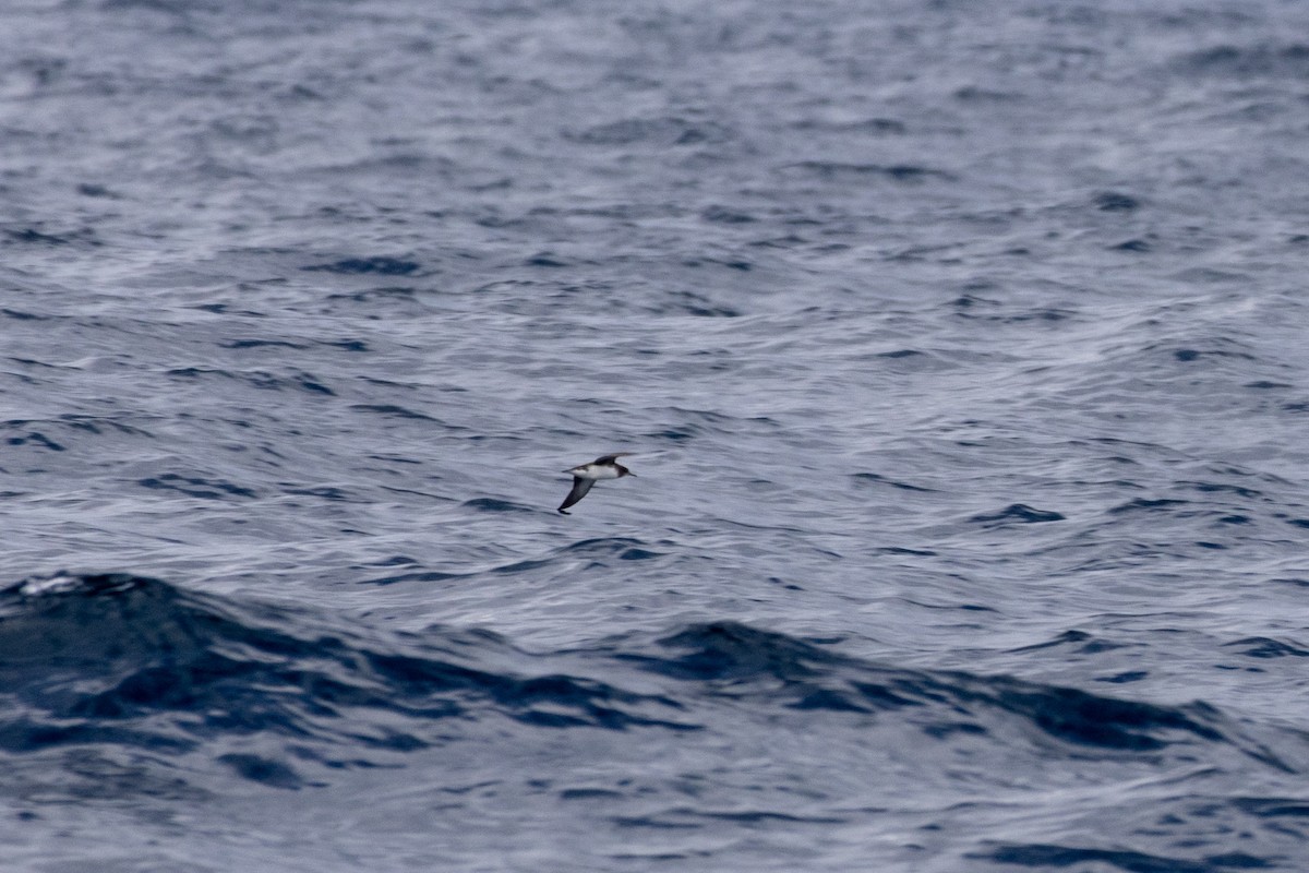 Puffin de Hutton - ML623553911