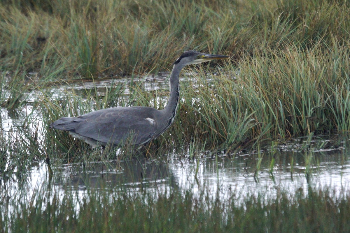 Gray Heron - ML623553917