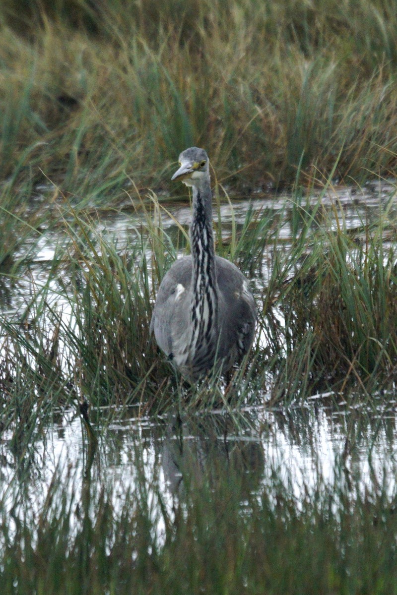 Gray Heron - ML623553918