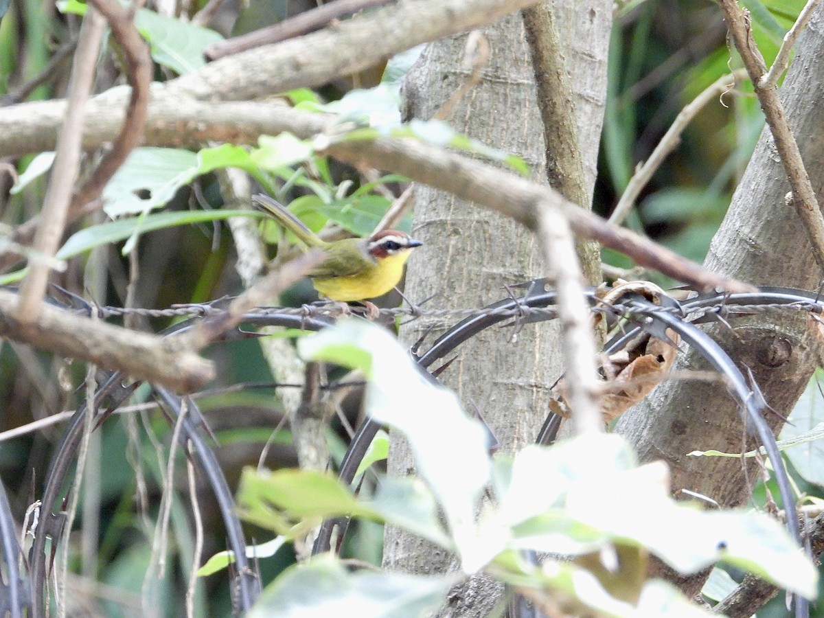 Chestnut-capped Warbler - Justus Pendleton