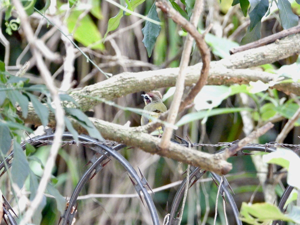 Chestnut-capped Warbler - ML623553941