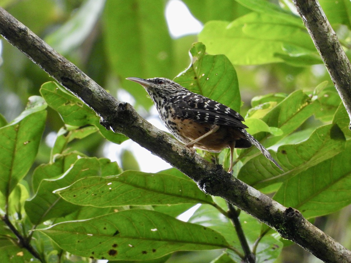 Band-backed Wren - ML623554027