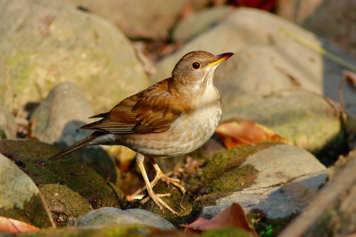 Pale Thrush - Zhiwen Liu