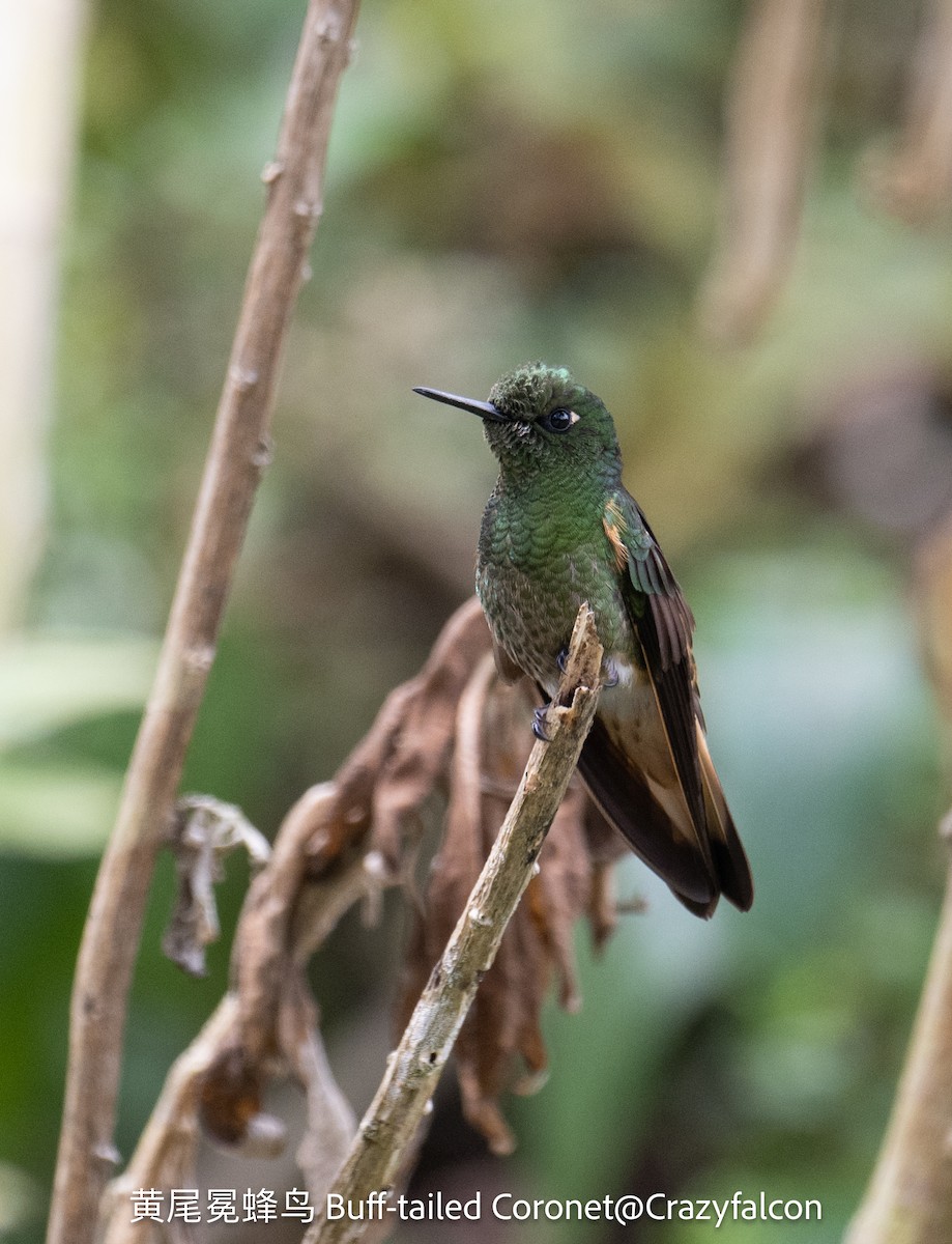 Buff-tailed Coronet - ML623554269