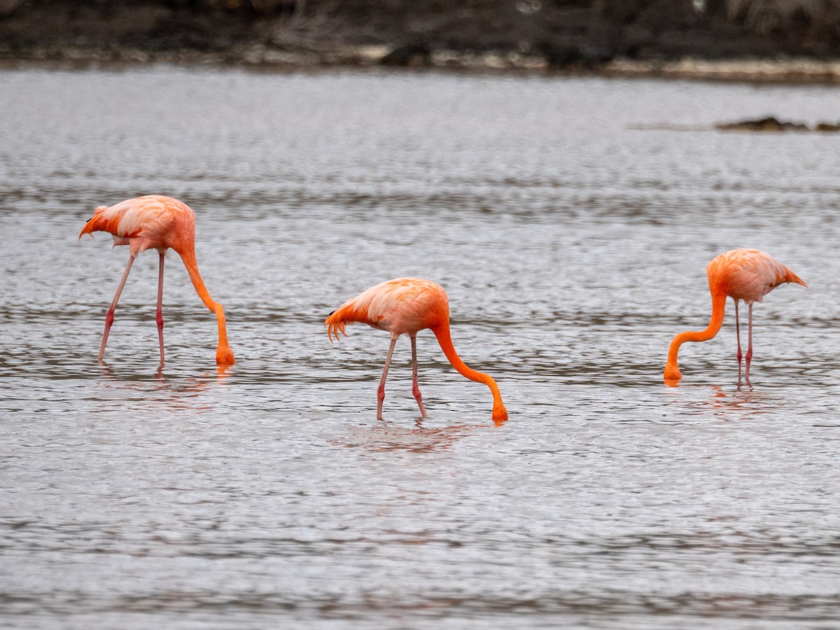 American Flamingo - ML623554322