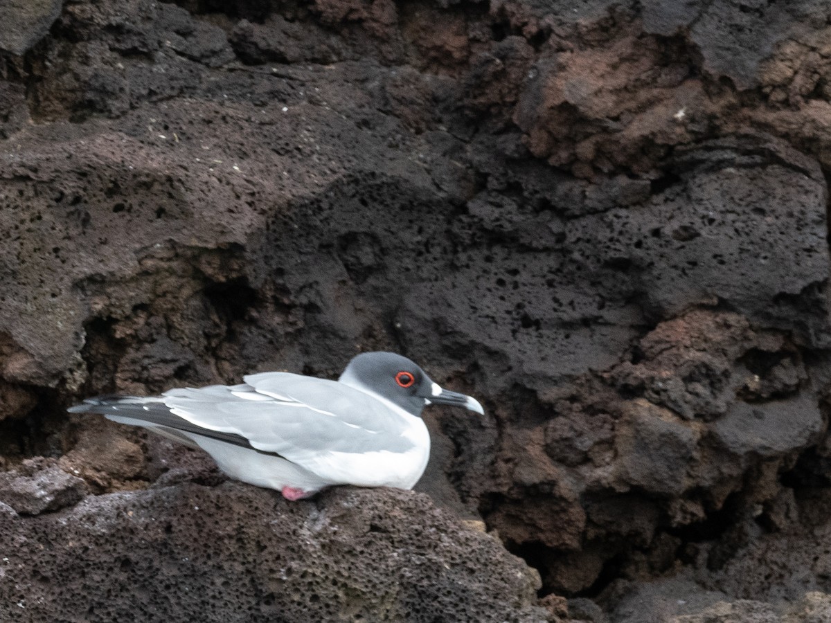 Swallow-tailed Gull - ML623554339