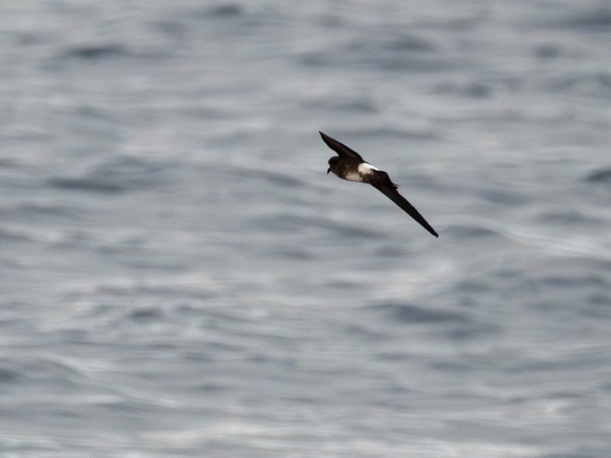 Elliot's Storm-Petrel - ML623554359