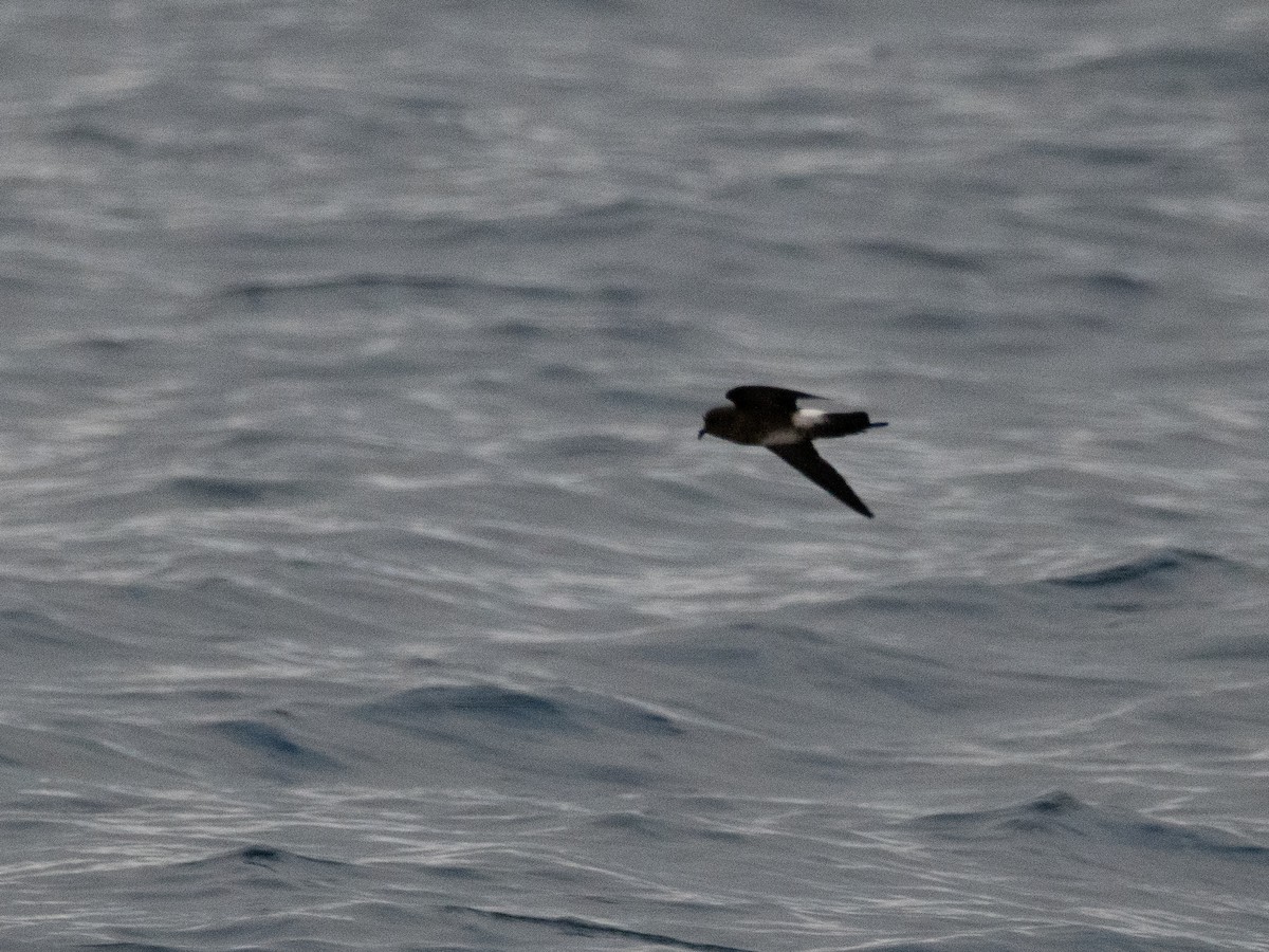 Elliot's Storm-Petrel - Len Sander