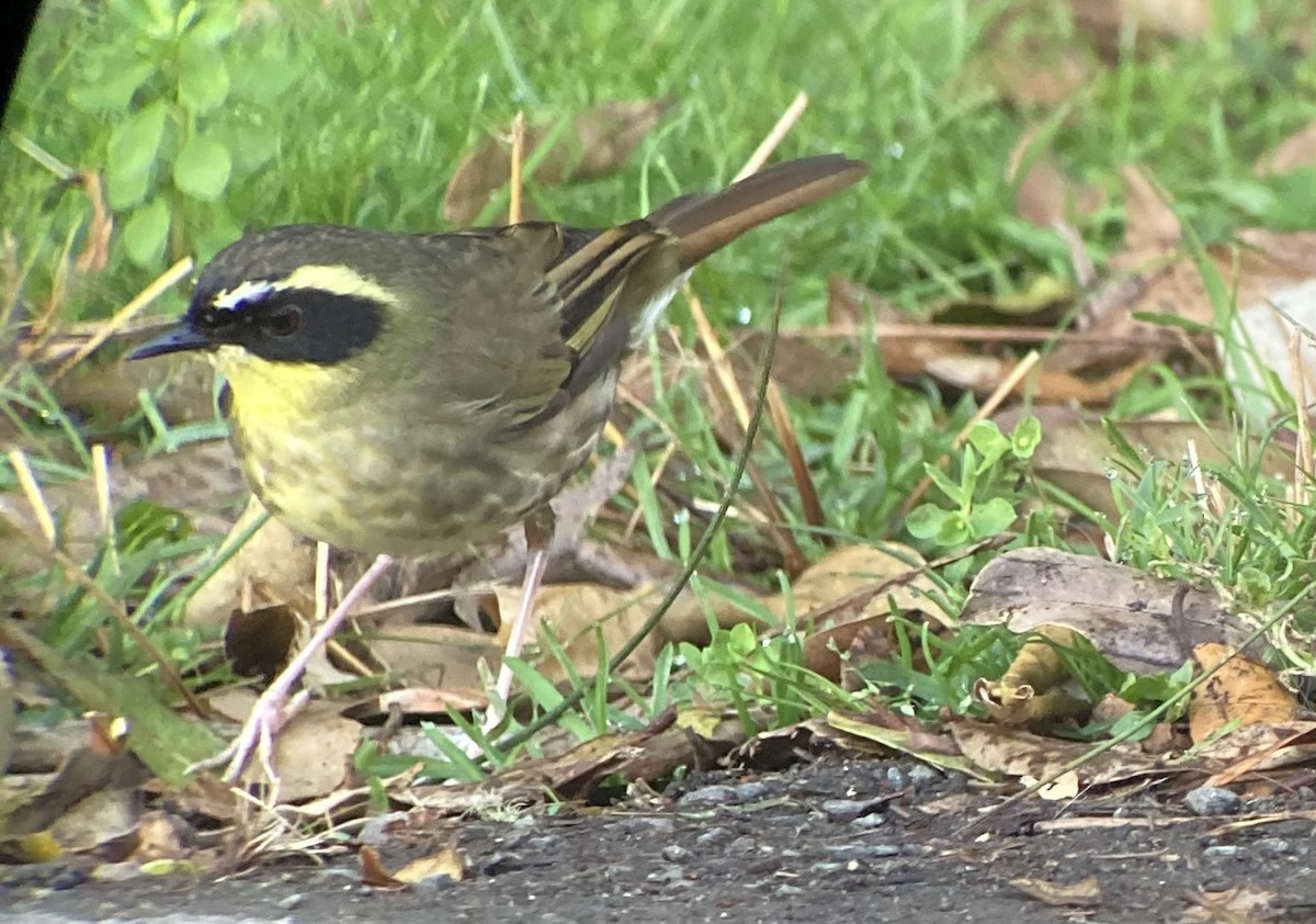 Yellow-throated Scrubwren - ML623554363