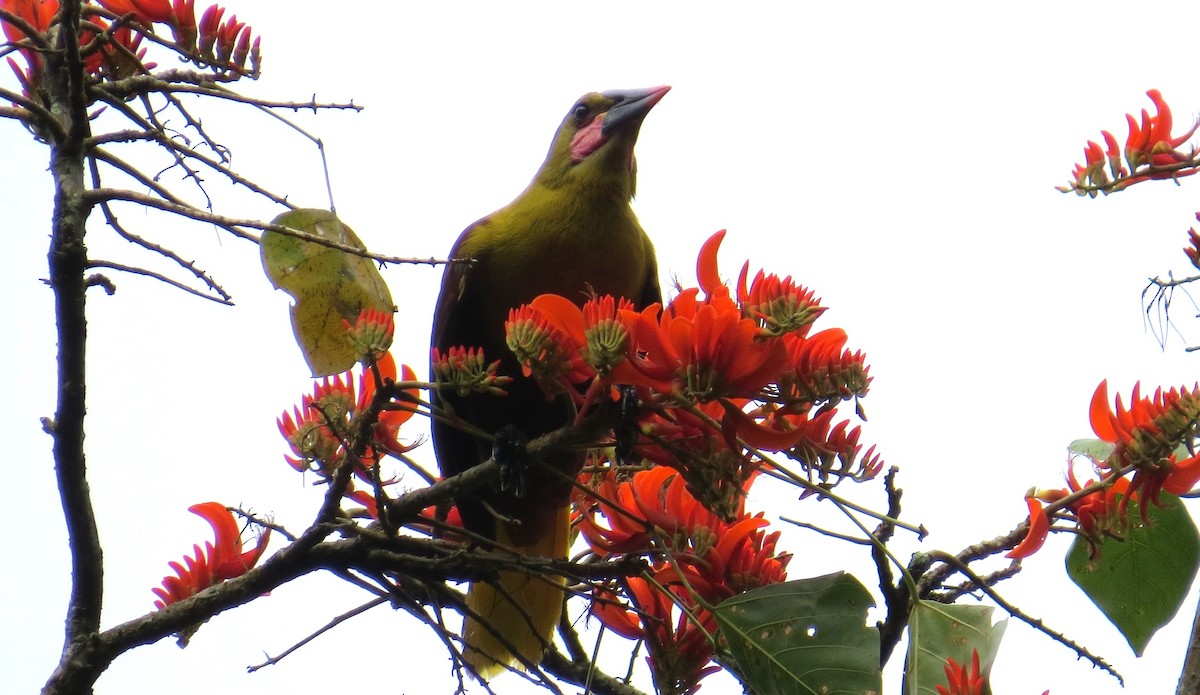 Olive Oropendola - ML623554365