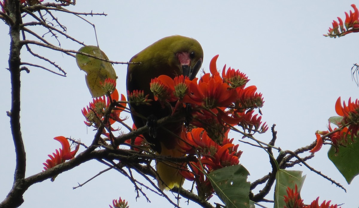 Olive Oropendola - ML623554366