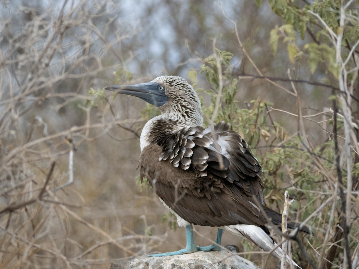 Blue-footed Booby - ML623554373