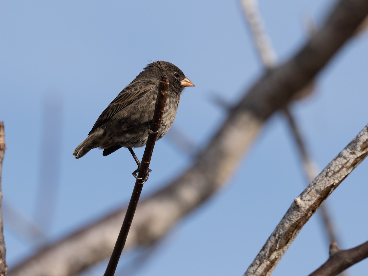 Small Ground-Finch - ML623554376