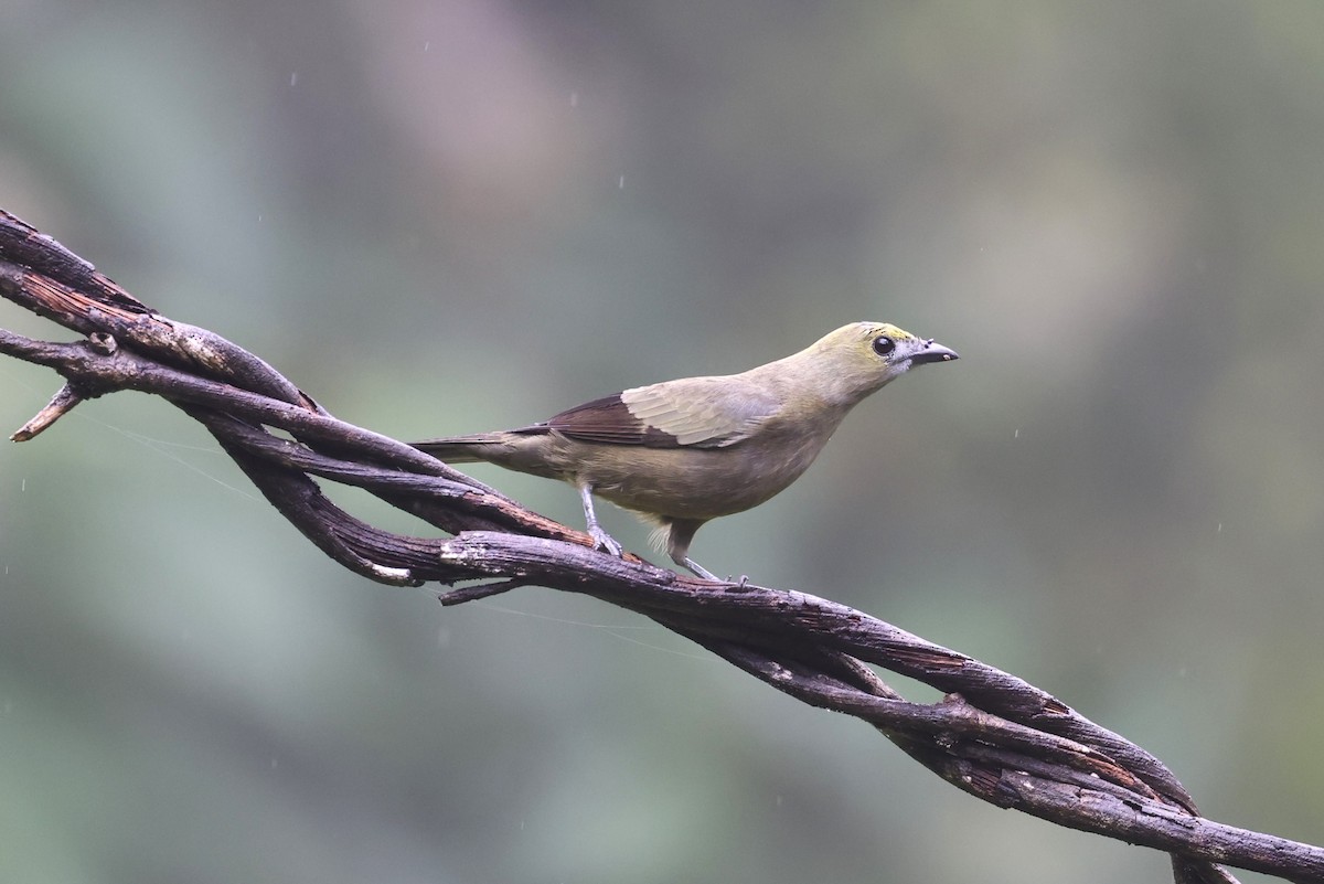 Palm Tanager - ML623554404